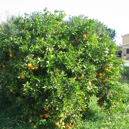 Beniadla *